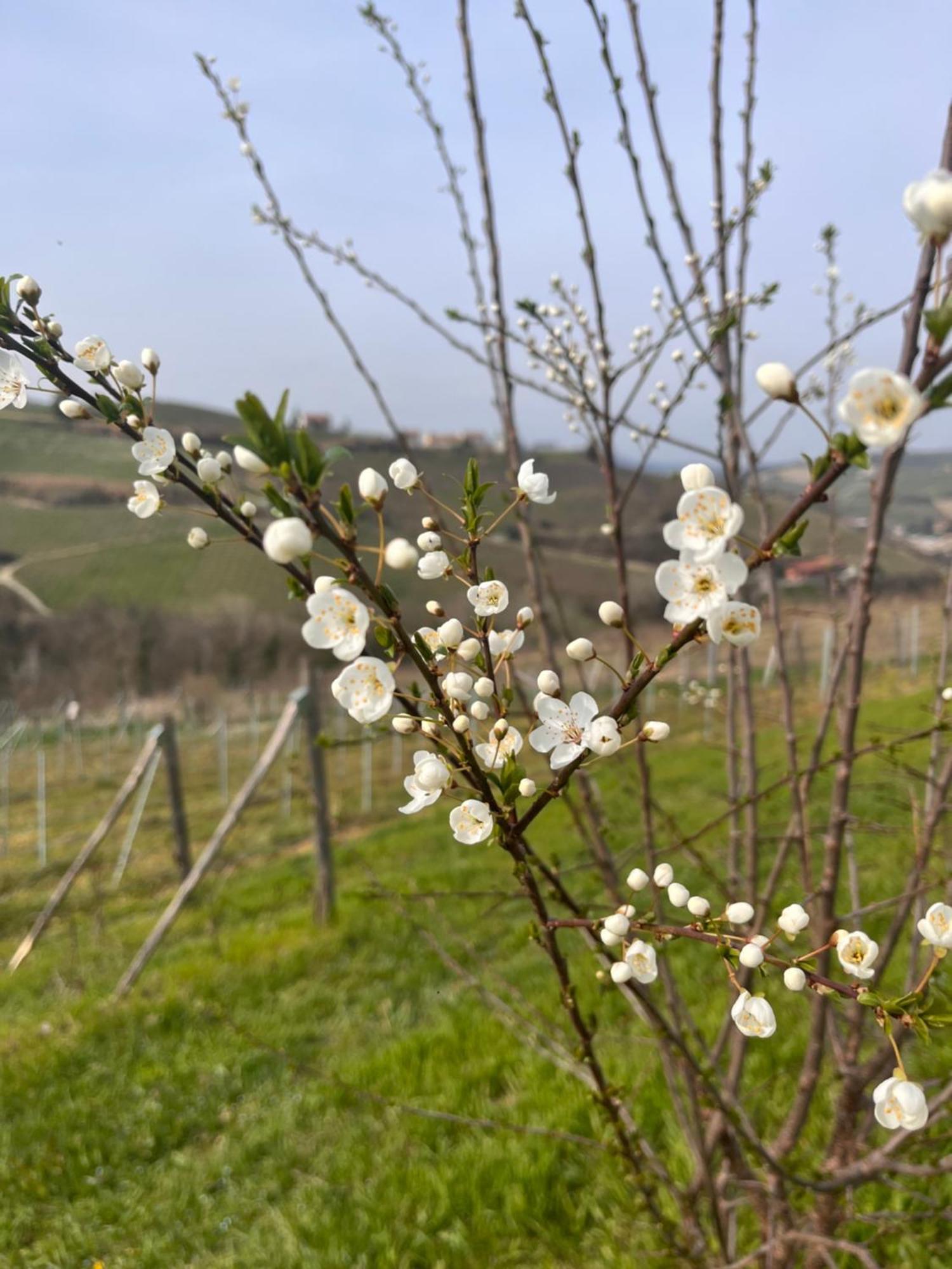 מלון Diano dʼAlba Le Cornici - Cascina Di Charme מראה חיצוני תמונה